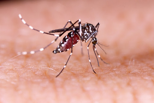 ZIKA VÍRUS: CONGRESSO DERRUBA VETO E GARANTE PENSÃO VITALÍCIA A VÍTIMAS