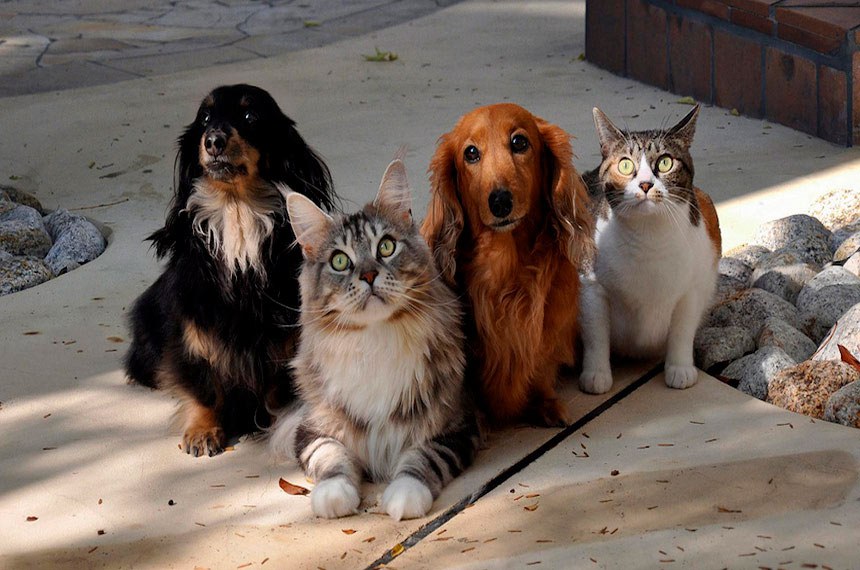 ANIMAIS: NOVO CÓDIGO CIVIL DEVE TRATÁ-LOS COMO SERES SENCIENTES; ENTENDA