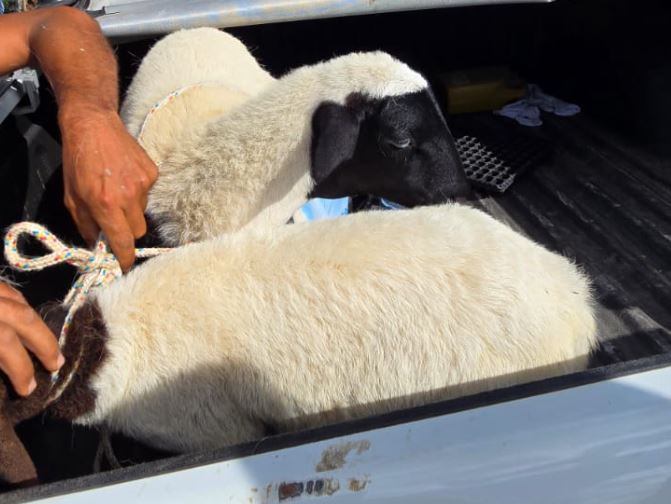 SIMÃO DIAS: POLÍCIA CIVIL IDENTIFICA ENVOLVIDOS E RECUPERA OVELHAS FURTADAS NA ZONA RURAL
