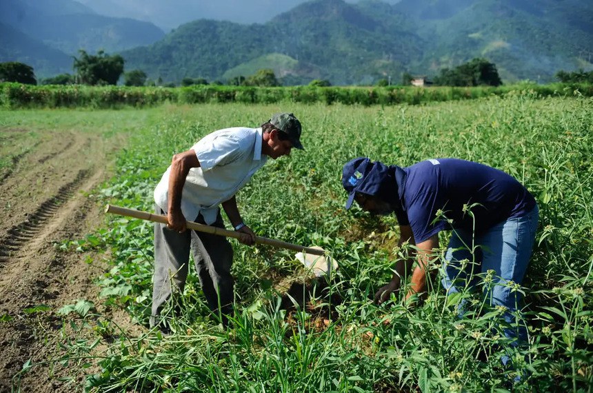 SEGURO-DESEMPREGO PODERÁ SER UM DIREITO DO TRABALHADOR RURAL QUE ATUA NA SAFRA