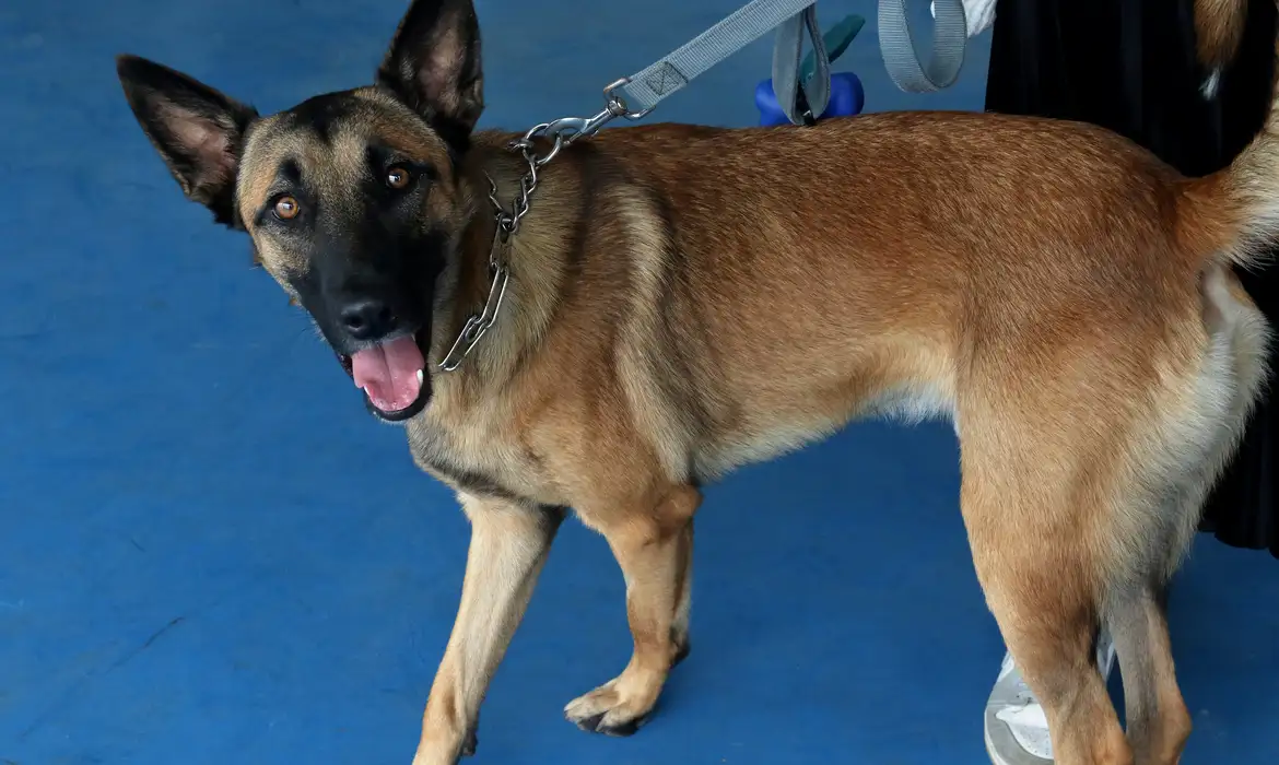 PETS DE TRABALHADORES PODERÃO TER PLANOS DE SAÚDE CUSTEADOS POR SEUS PATRÕES