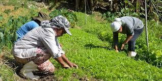 PARA COMPROVAR TRABALHO DE PRODUTORA RURAL, DOCUMENTOS DE FAMILIARES SERÃO ACEITOS