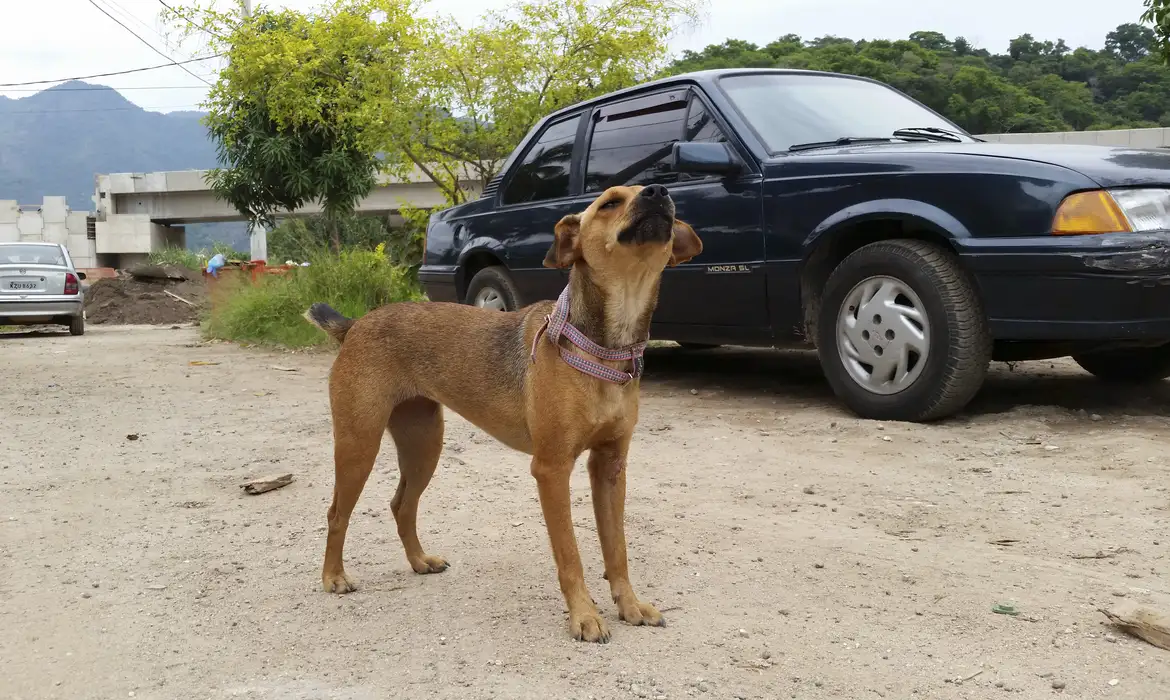 STF DECIDE QUE PREFEITURAS DEVEM ACOLHER CÃES E GATOS ABANDONADOS E VÍTIMAS DE MAUS-TRATOS